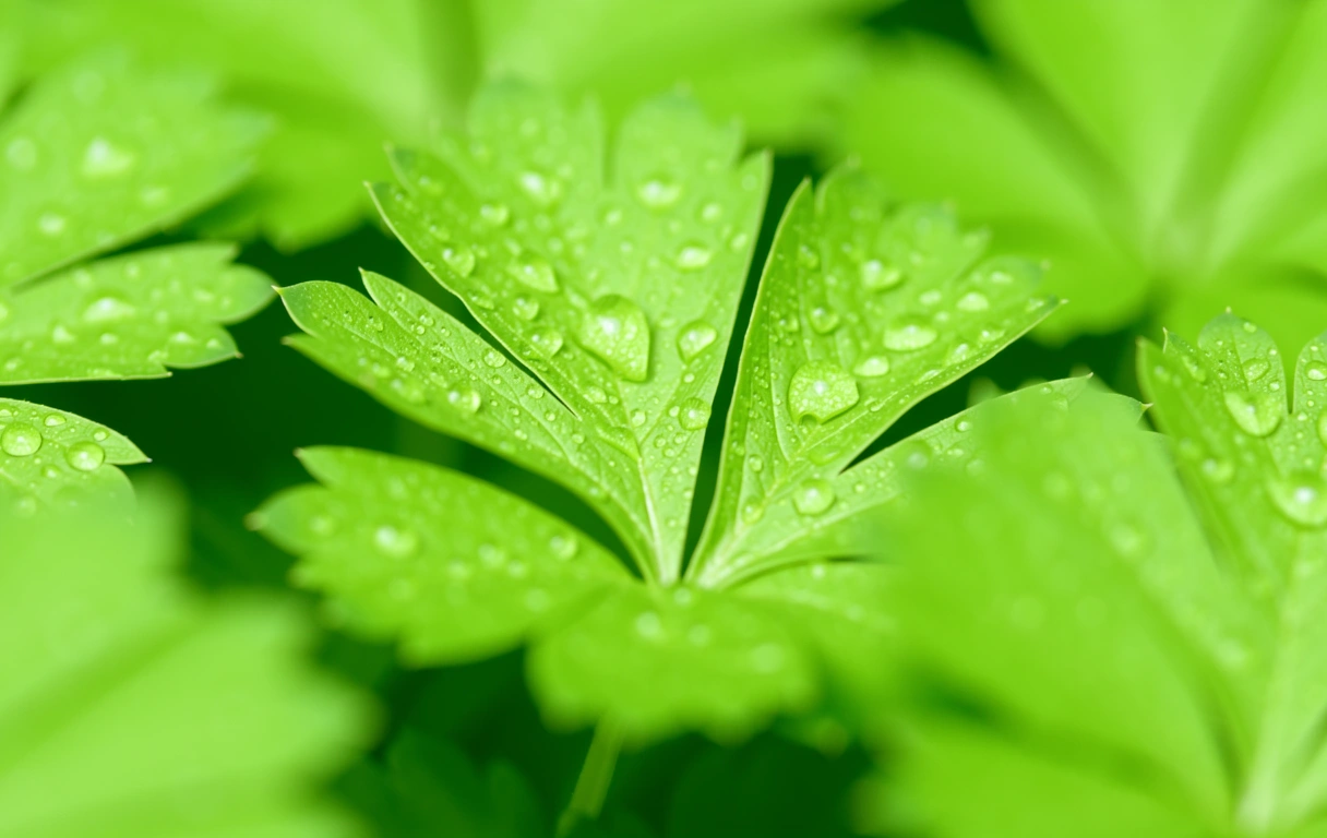 Natural ingredients for products for a healthy lifestyle